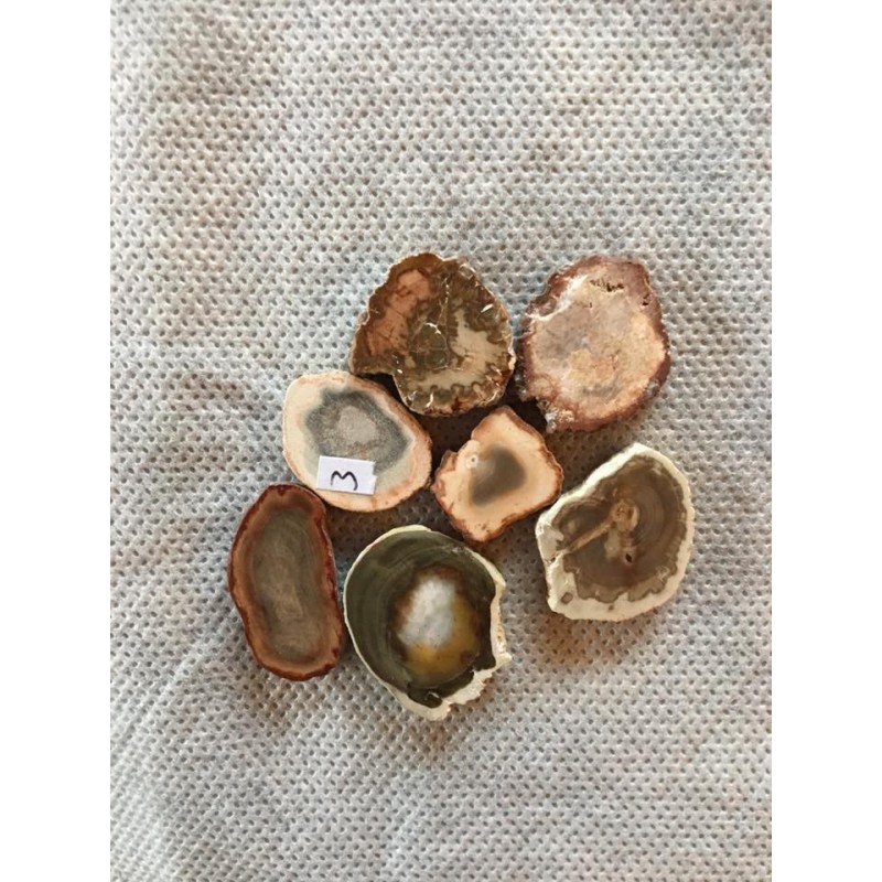 Bois fossile palet plat Bois fossile palet plat