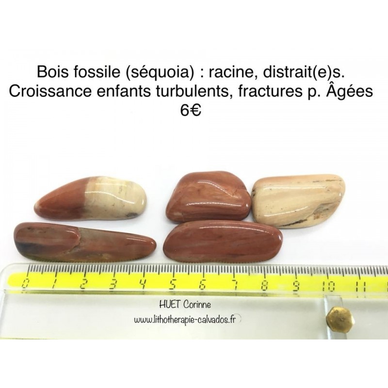 pierre roulée bois fossile pierre roulée bois fossile